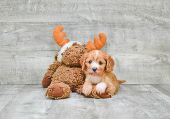 Best Cavapoo Baby