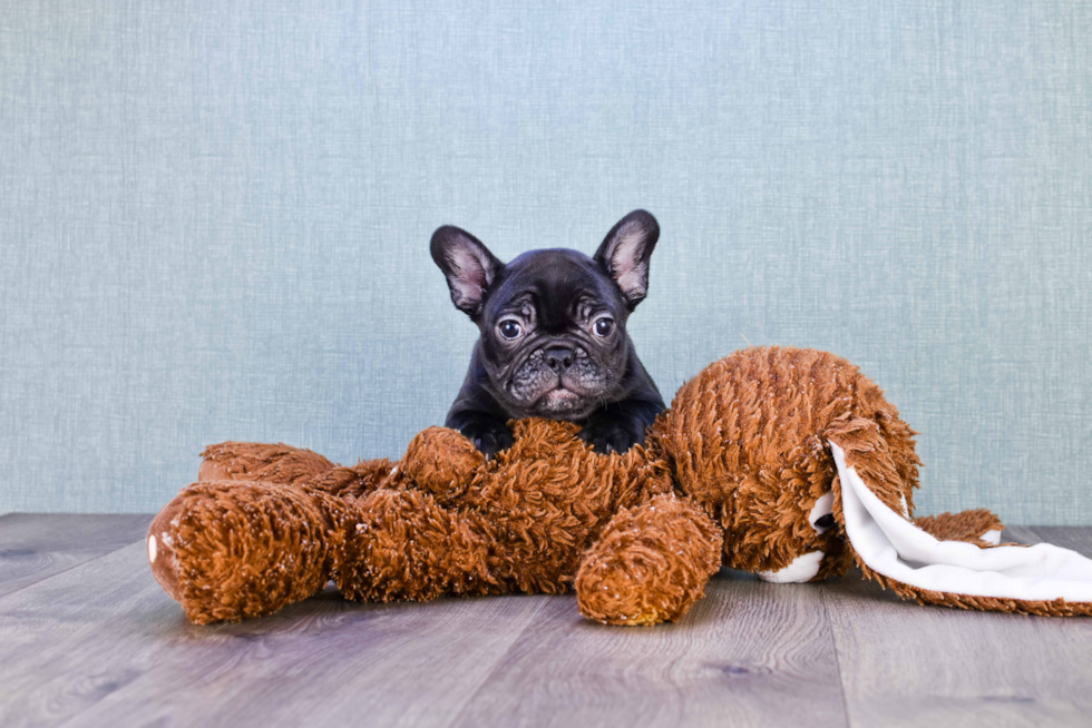 Cute Frenchie Purebred Puppy