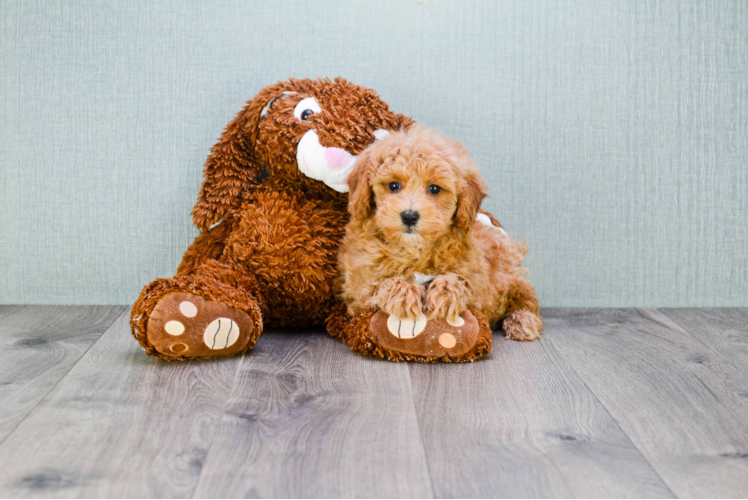 Cavapoo Puppy for Adoption