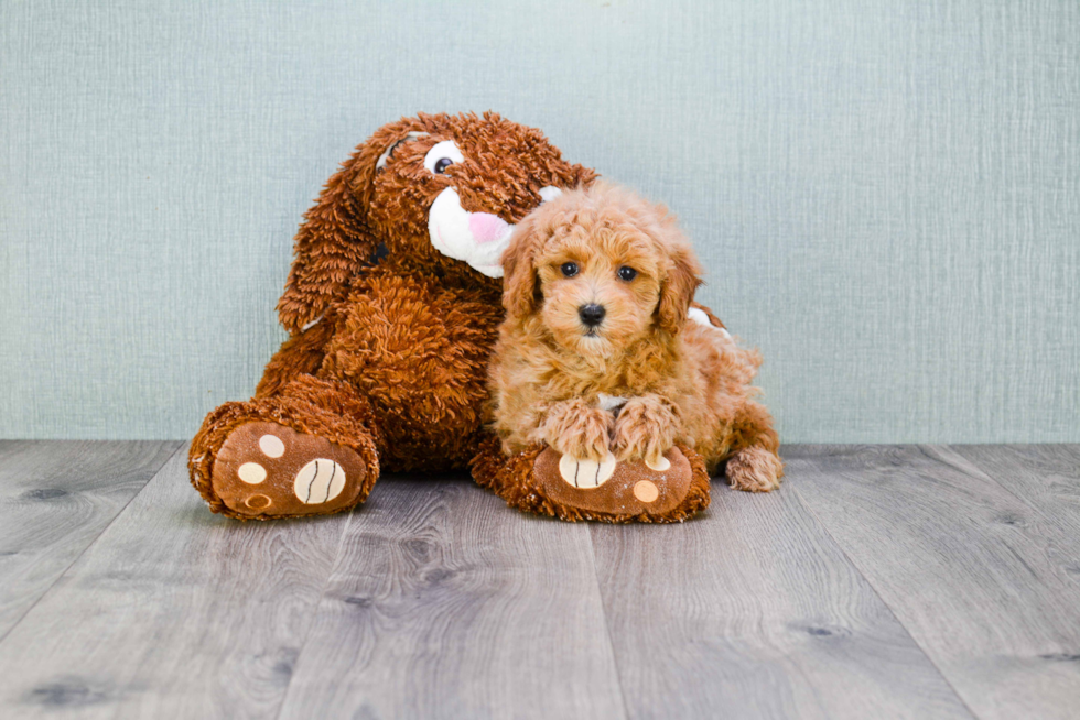 Cavapoo Puppy for Adoption