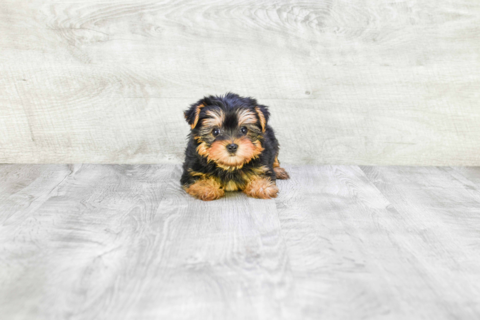 Meet Twinkle - our Yorkshire Terrier Puppy Photo 