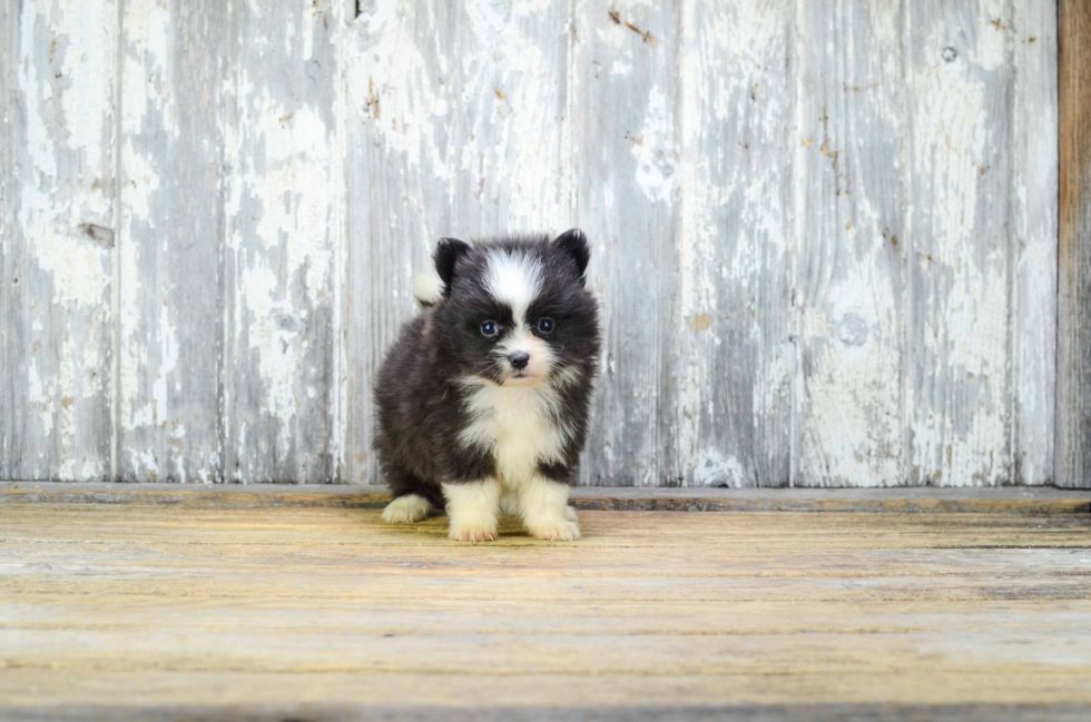 Pomeranian Puppy for Adoption