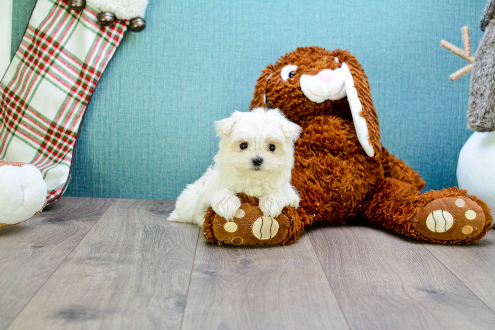 Meet Teacup-Dolly - our Maltese Puppy Photo 