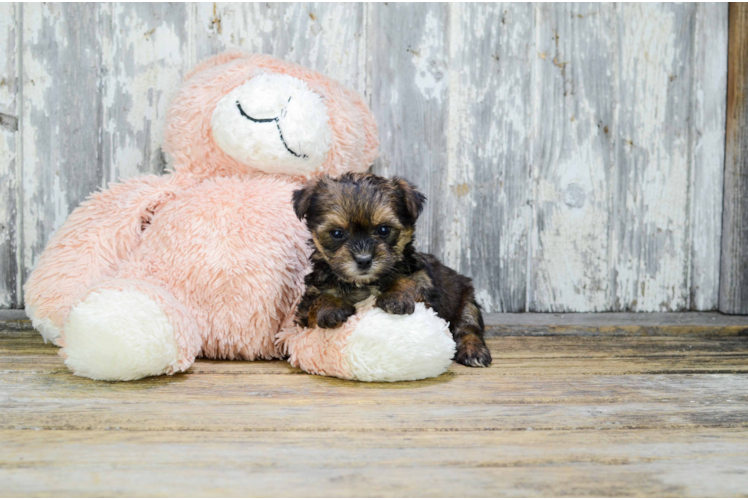 Smart Yorkie Poo Poodle Mix Pup