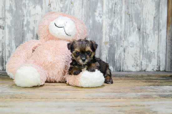 Smart Yorkie Poo Poodle Mix Pup