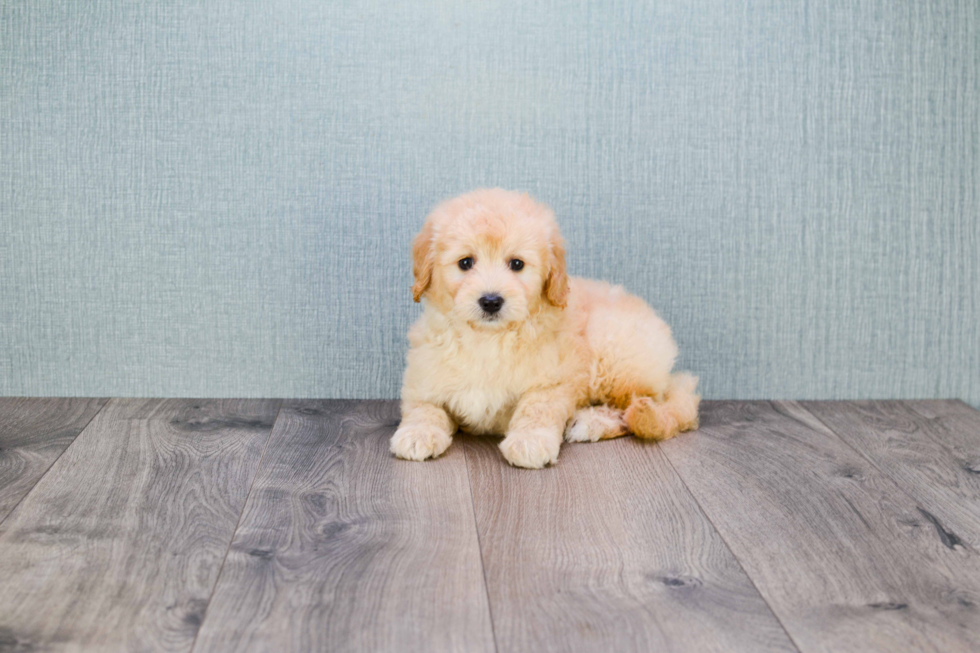 Mini Goldendoodle Puppy for Adoption