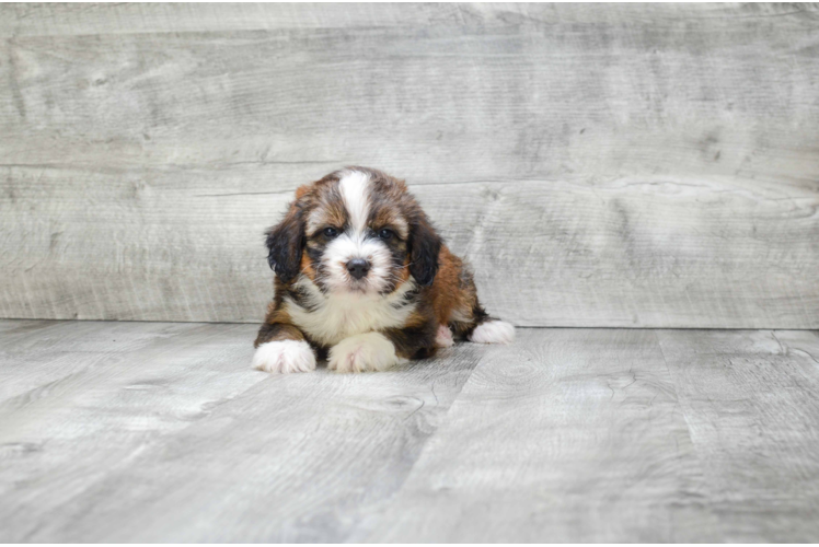 Adorable Mini Berniedoodle Poodle Mix Puppy