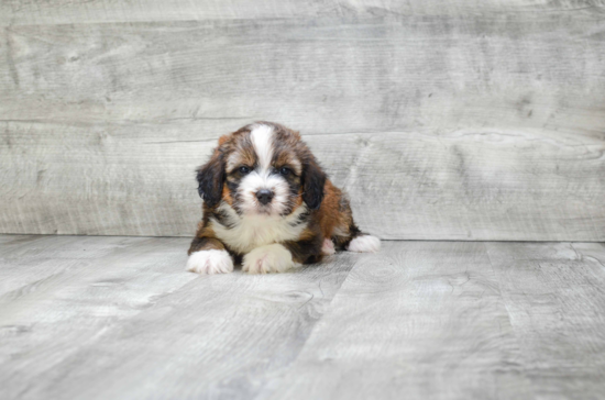 Adorable Mini Berniedoodle Poodle Mix Puppy