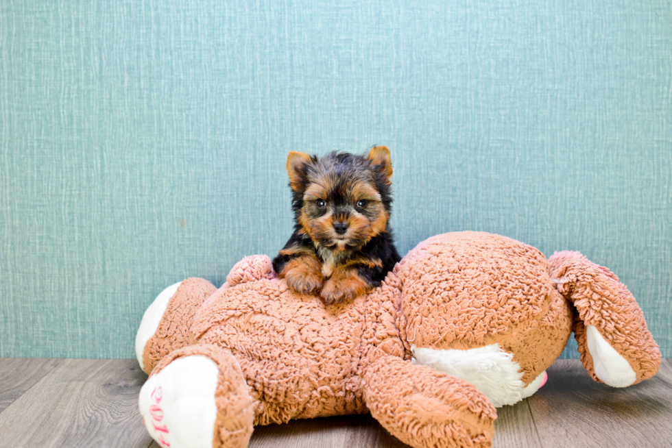 Meet Roy - our Yorkshire Terrier Puppy Photo 