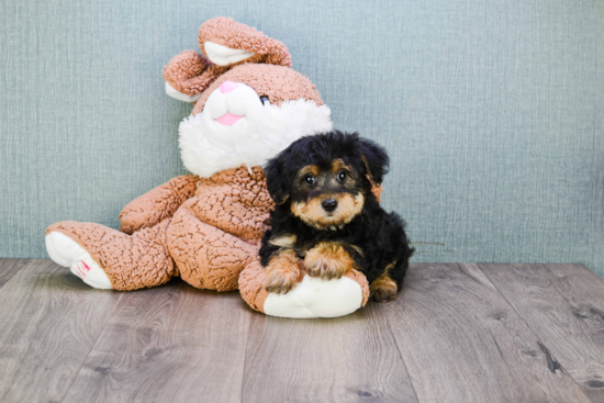 Small Yorkie Poo Baby