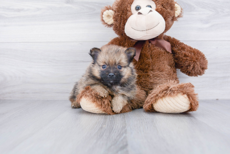 Pomeranian Pup Being Cute