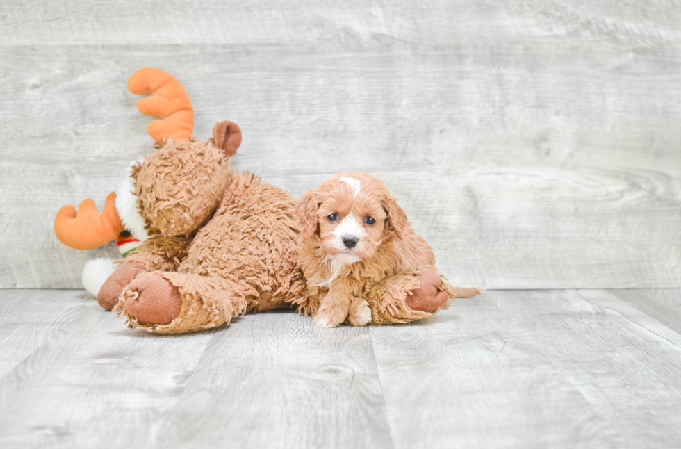 Playful Cavoodle Poodle Mix Puppy