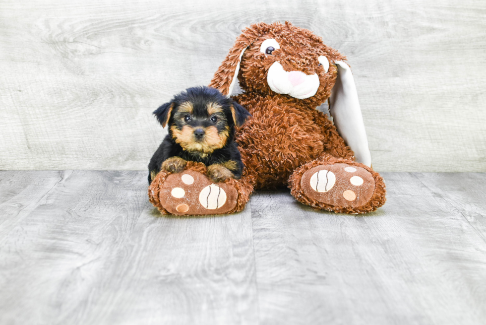 Meet Avery - our Yorkshire Terrier Puppy Photo 