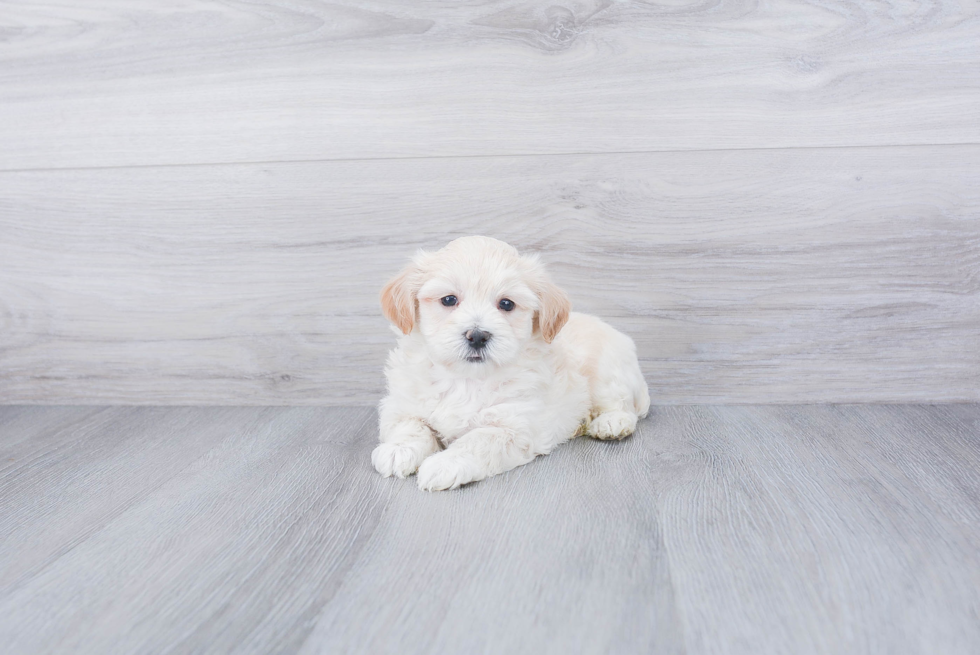 Sweet Maltipoo Baby