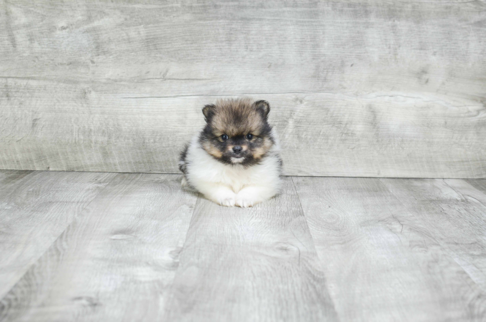 Petite Pomeranian Purebred Puppy