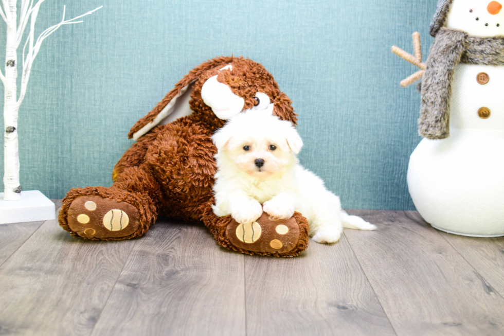 Fluffy Maltipoo Poodle Mix Pup