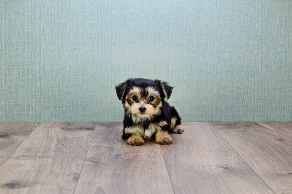 Funny Morkie Designer Pup