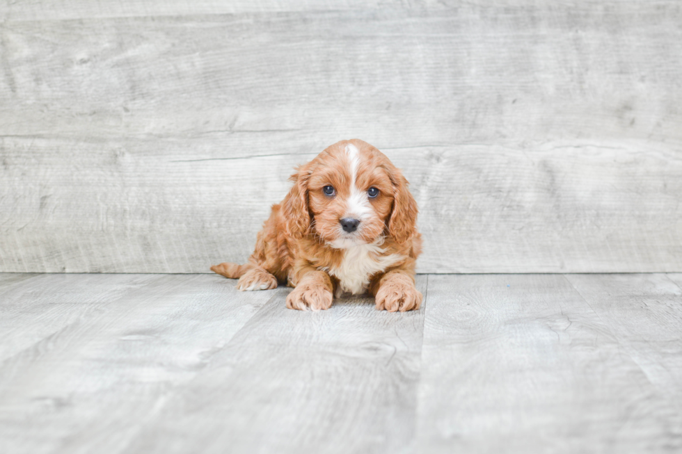 Cavapoo Pup Being Cute