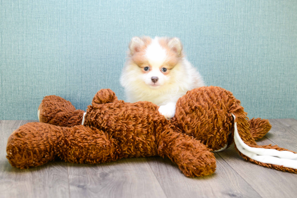 Pomeranian Pup Being Cute