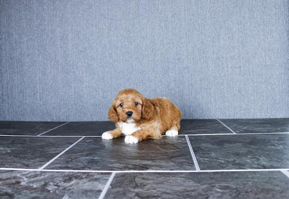 Little Cavoodle Poodle Mix Puppy