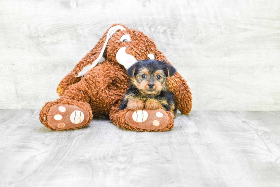 Meet Lily - our Yorkshire Terrier Puppy Photo 