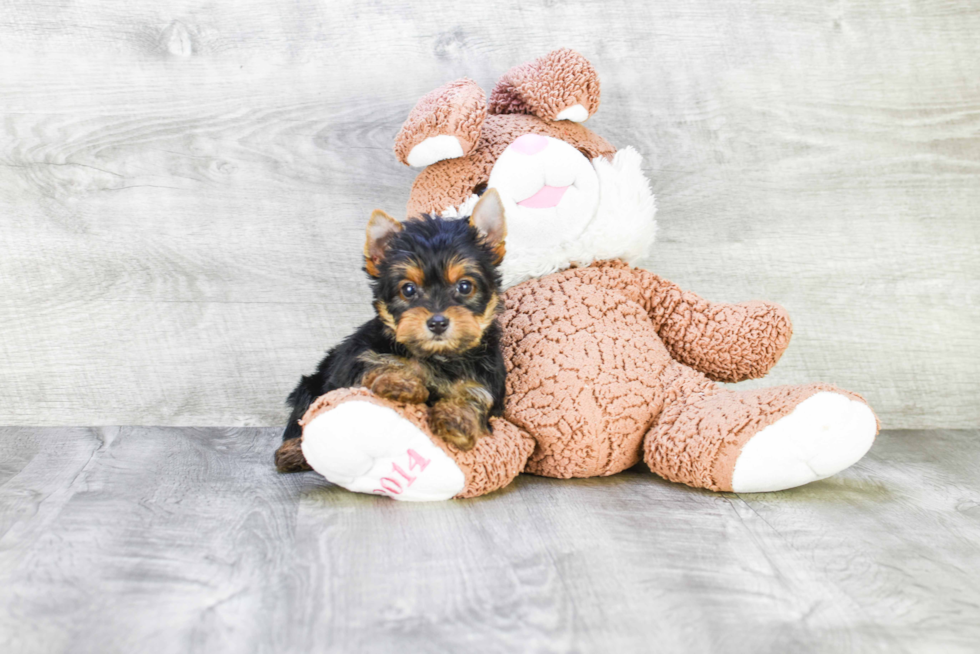 Meet Ronaldo - our Yorkshire Terrier Puppy Photo 