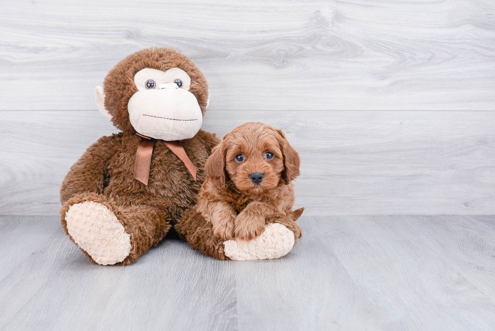 Cavapoo Pup Being Cute