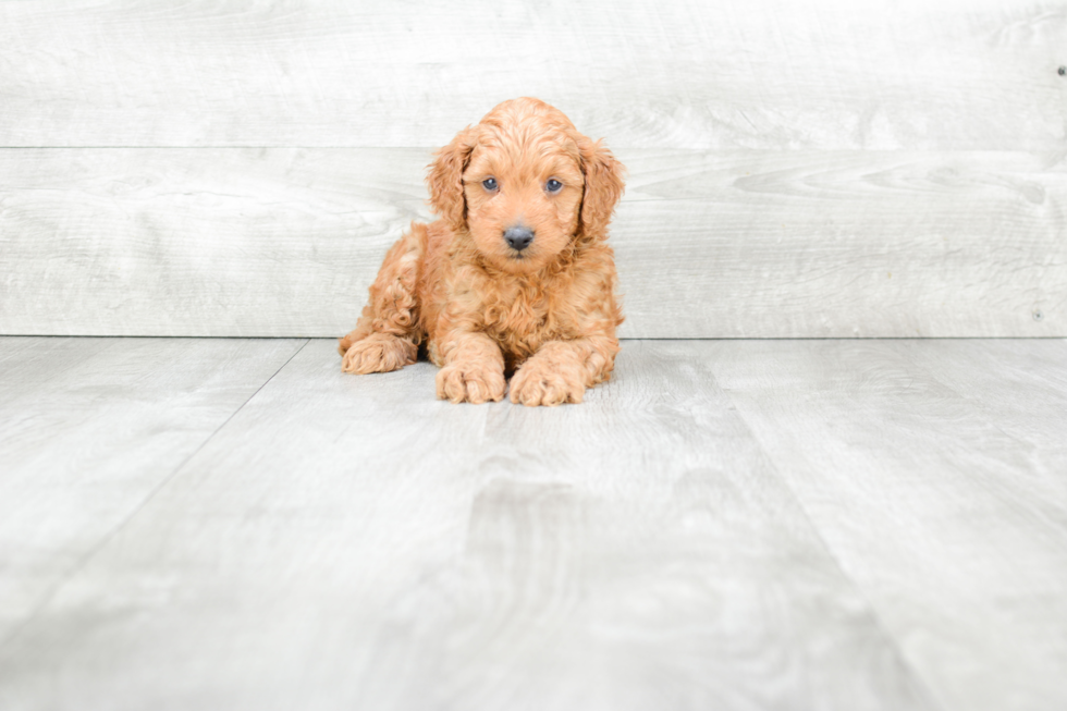 Playful Golden Retriever Poodle Mix Puppy