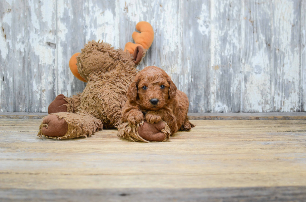 Mini Goldendoodle Pup Being Cute