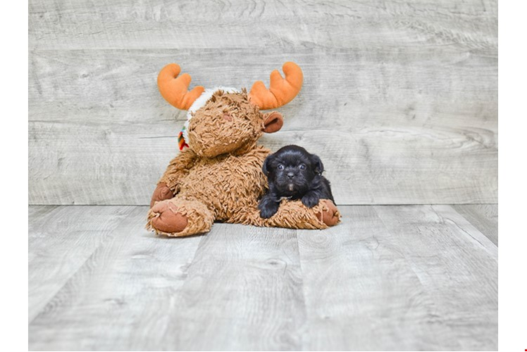 Petite Shorkie Designer Pup