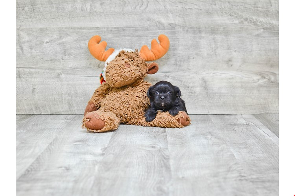 Petite Shorkie Designer Pup