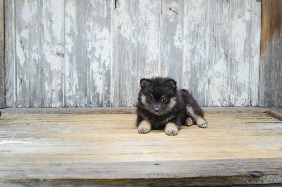 Pomeranian Puppy for Adoption