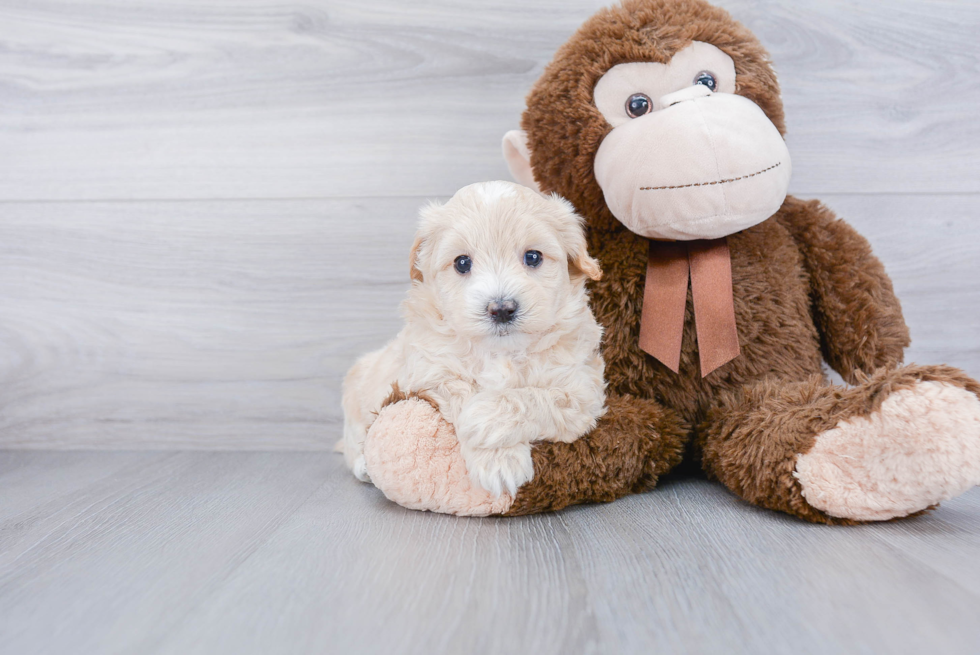 Small Maltipoo Baby