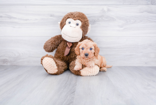 Happy Cavapoo Baby