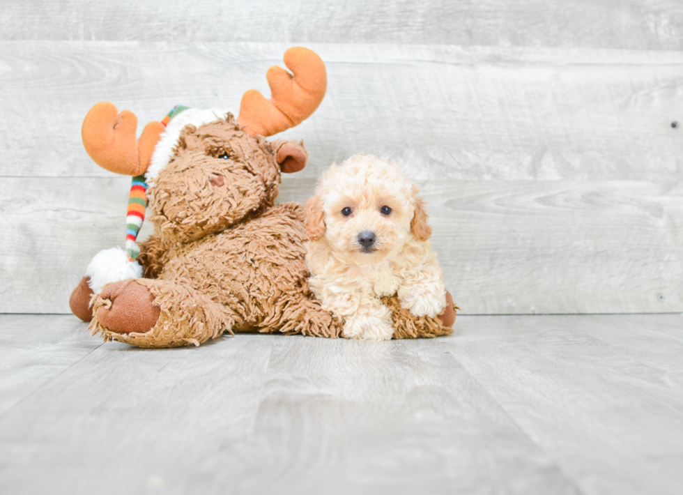 Poodle Puppy for Adoption