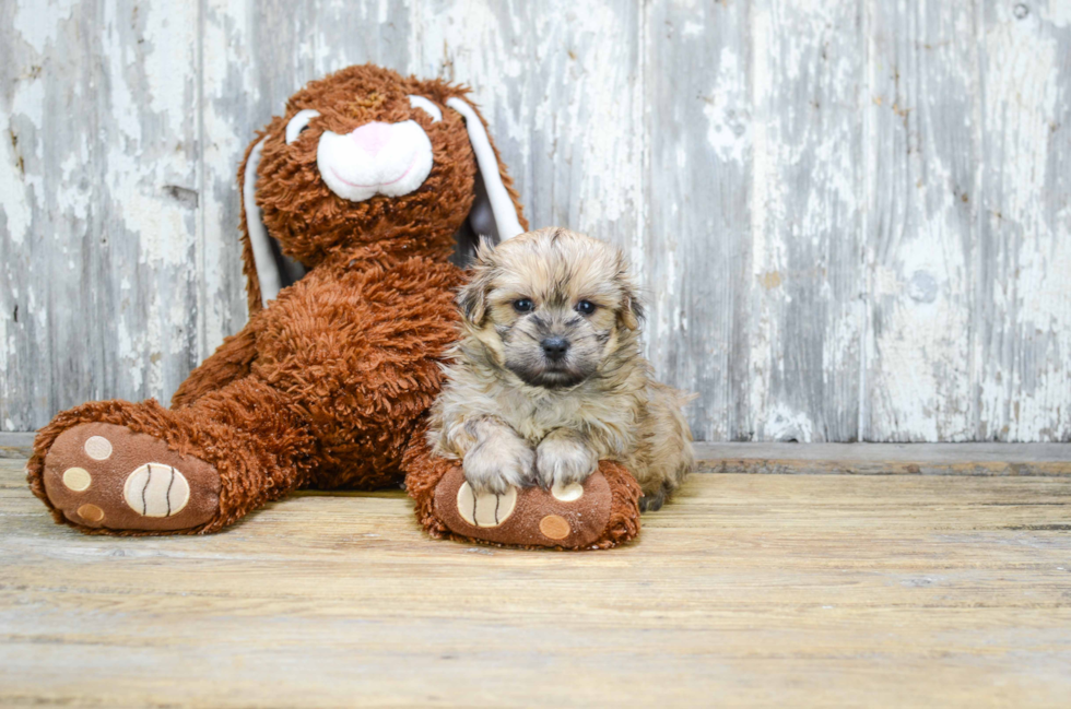 Best Morkie Baby