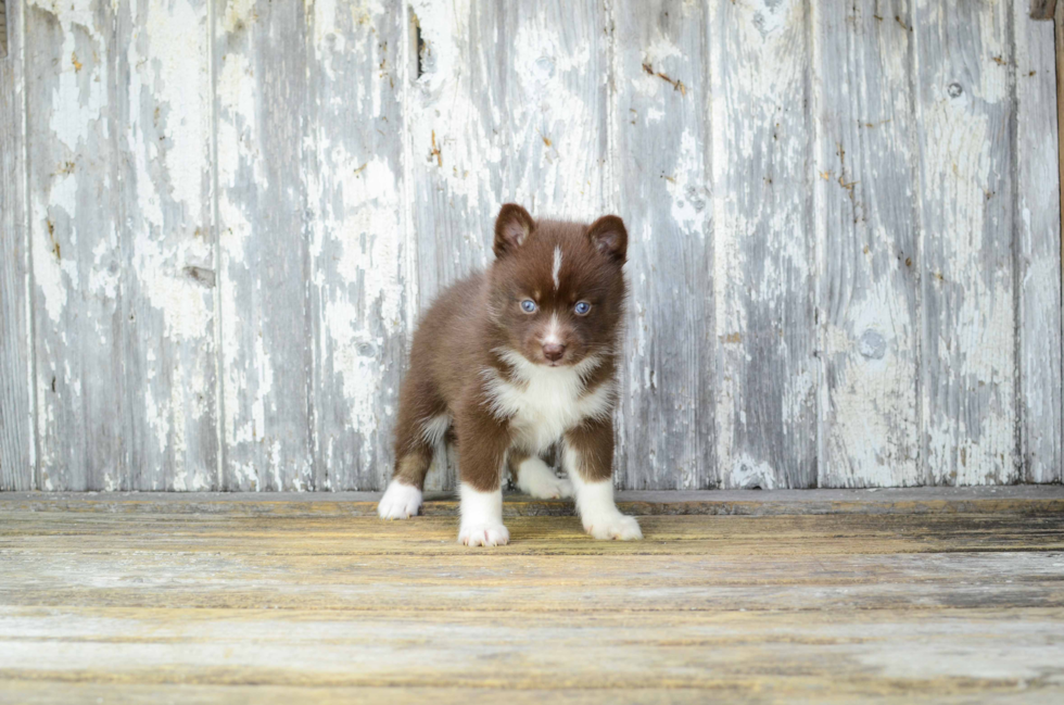 Pomsky Pup Being Cute