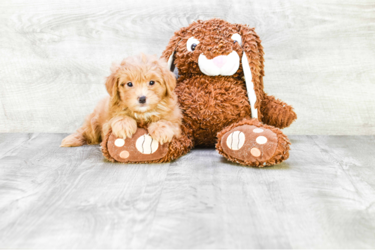 Playful Cavoodle Poodle Mix Puppy