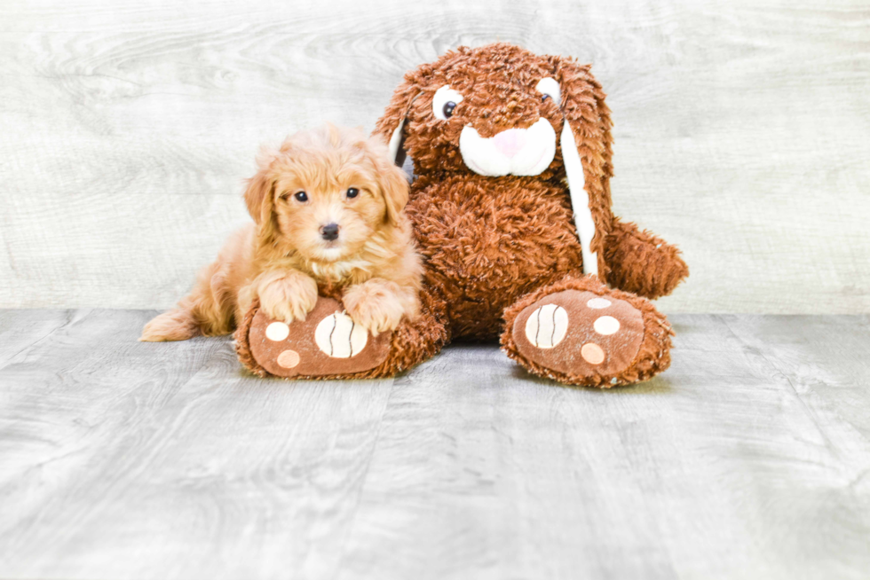 Playful Cavoodle Poodle Mix Puppy