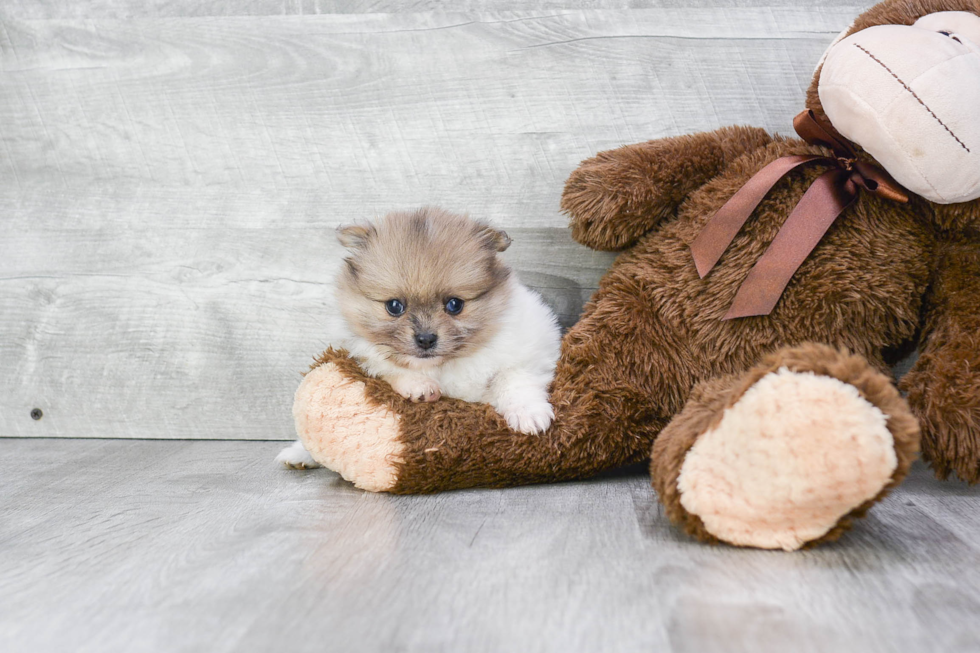 Pomeranian Puppy for Adoption