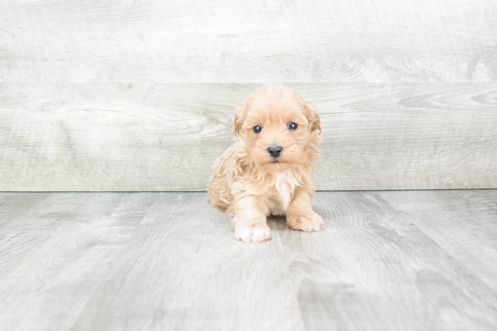 Maltipoo Pup Being Cute