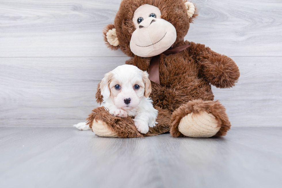 Cavachon Puppy for Adoption