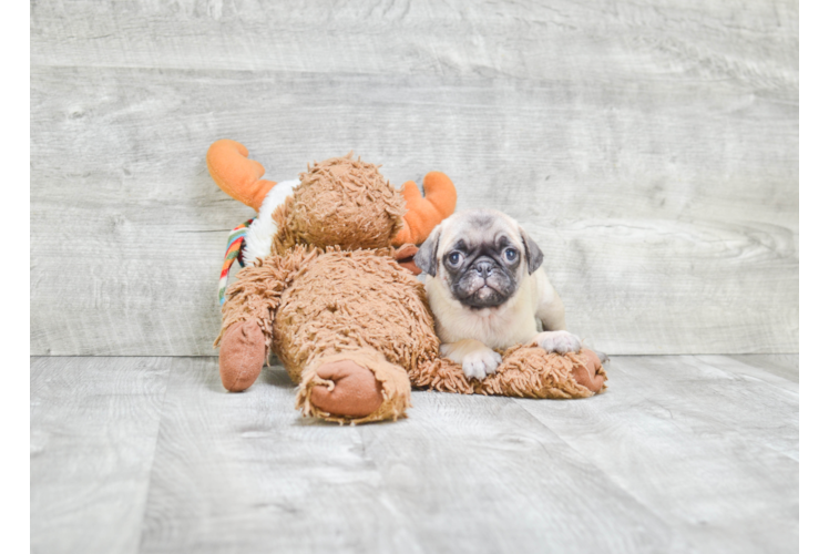 Pug Puppy for Adoption