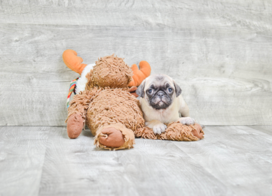 Pug Puppy for Adoption