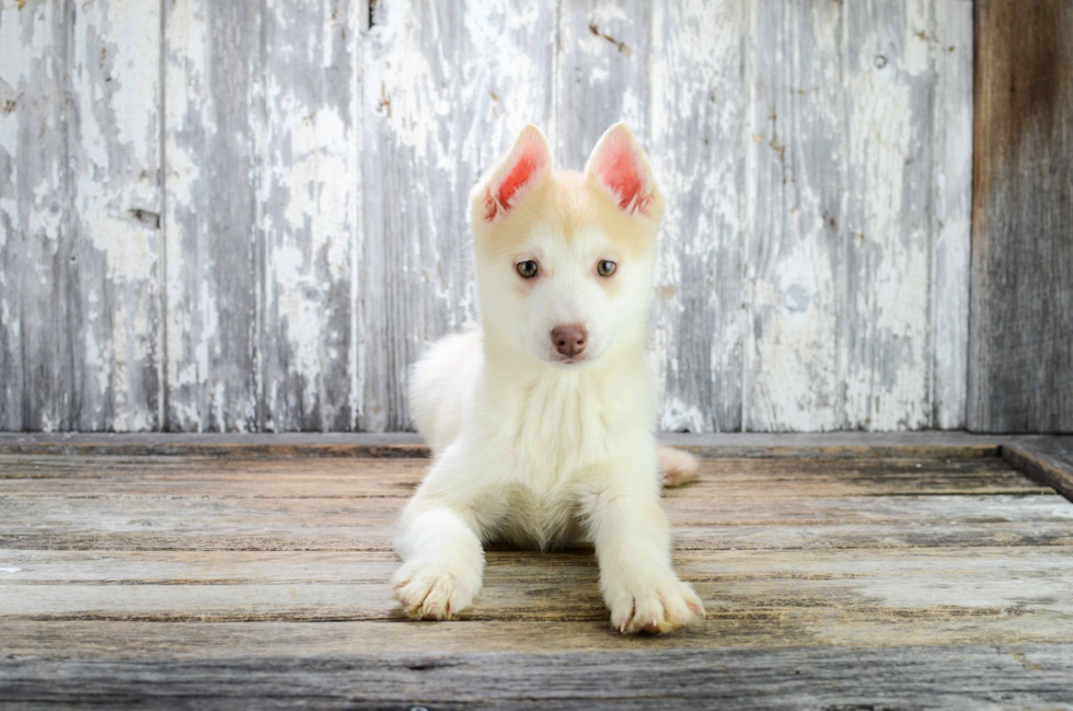 Funny Pomsky Designer Pup