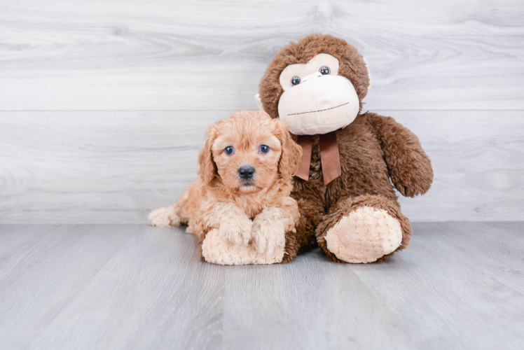 Small Cavapoo Baby