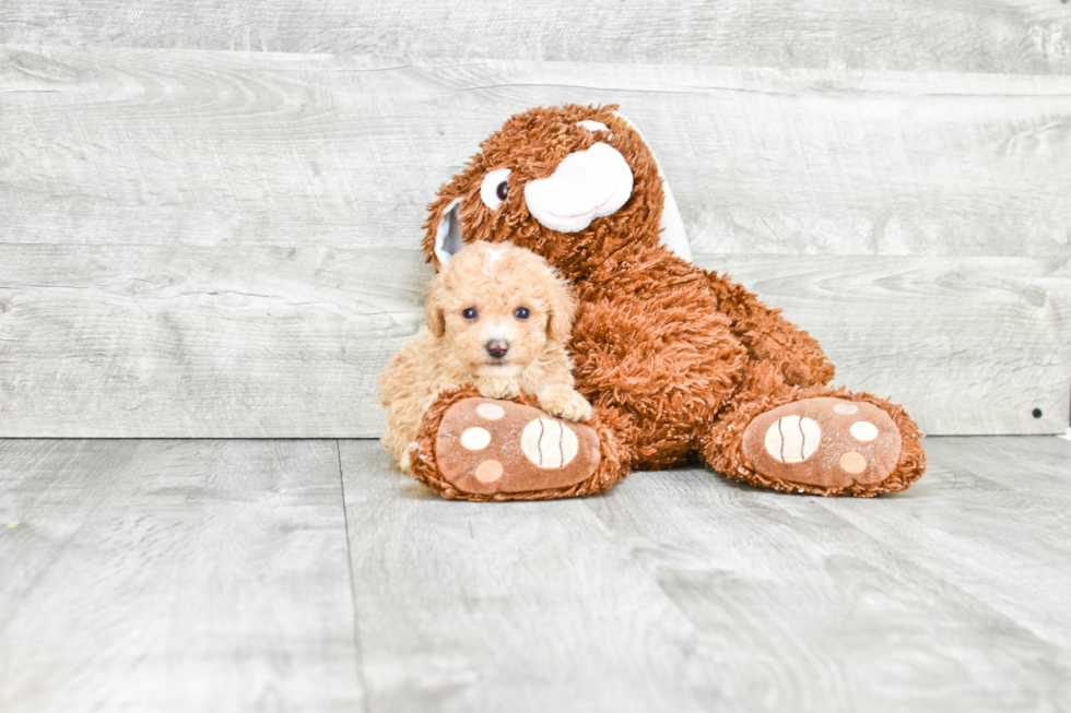 Best Maltipoo Baby