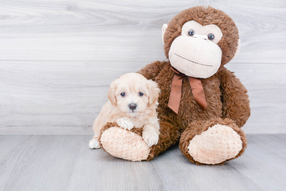 Happy Maltipoo Baby