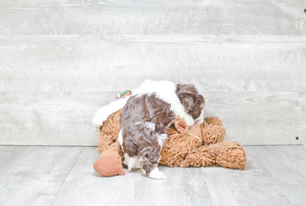 Happy Havanese Purebred Puppy