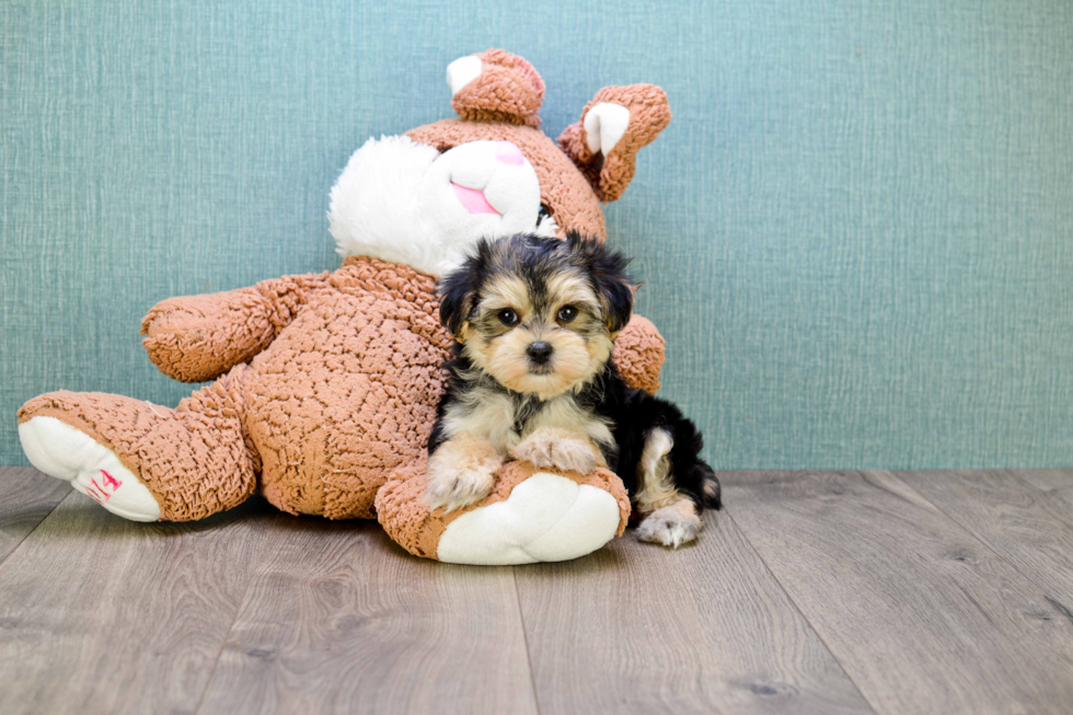 Best Morkie Baby